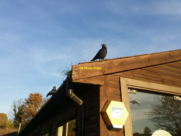 Photo 6"x4" Crows on the Roehampton Gate cafe Barnes c2018