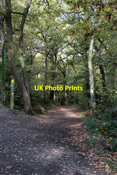 Photo 6"x4" Bridleway in Swithland Wood The Brand c2018