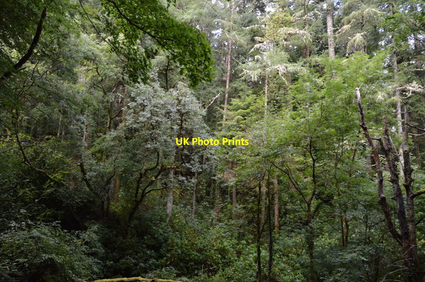 Photo 6"x4" Woodland, Torc Waterfall Muckross c2018