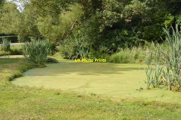 Photo 6"x4" A Eutrophic pond Lower Street\/TM1534 c2018