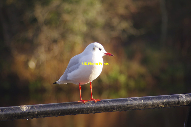 Photo 6"x4" Gull at Yarm Egglescliffe c2018