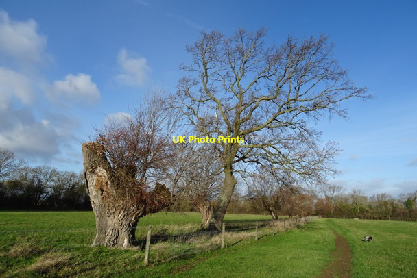 Photo 6"x4" Trees beside a bridleway Bricklehampton c2018