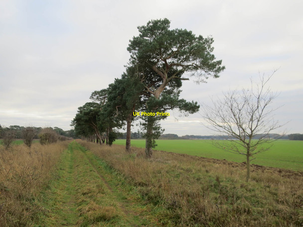 Photo 6"x4" Bridleway to Beachamwell Warren Drymere c2018
