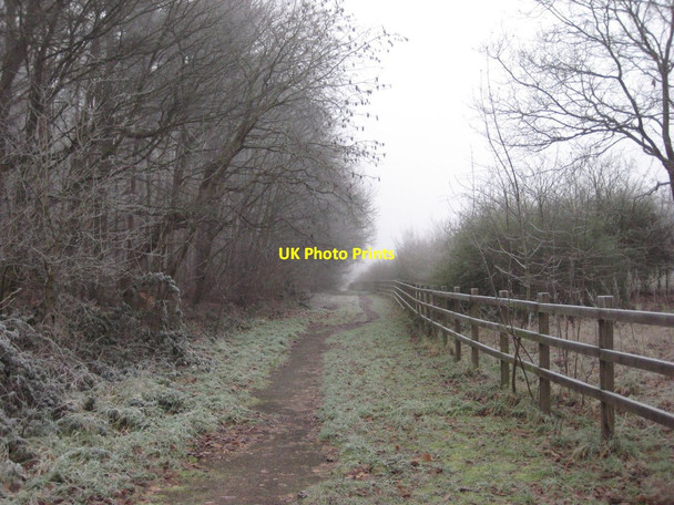 Photo 6"x4" Bridleway alongside Lodge Brake Plantation Hardwick Village c2019