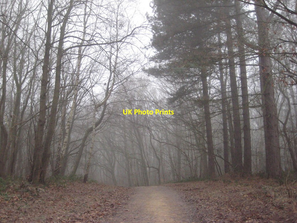 Photo 6"x4" Bridleway in the forest Budby c2019