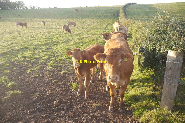 Photo 6"x4" Cattle near Cowie Cowie\/NS8489 c2018