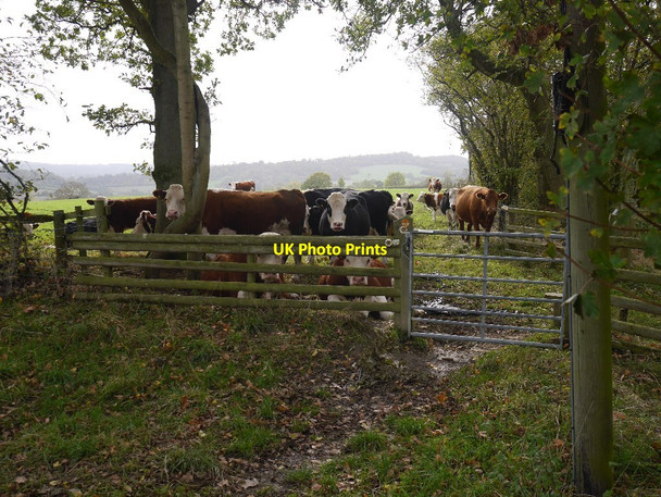 Photo 6"x4" Cattle, Wenlock Edge Longville in the Dale c2018