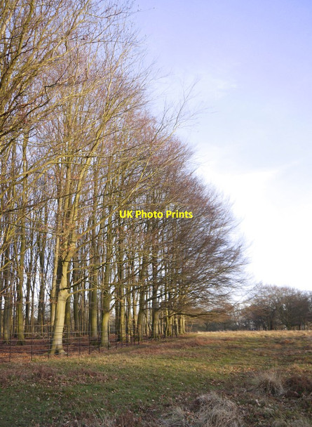 Photo 6"x4" Beech trees along the edge of Coronation Plantation, February 2019 Kingston Upon Thames c2019