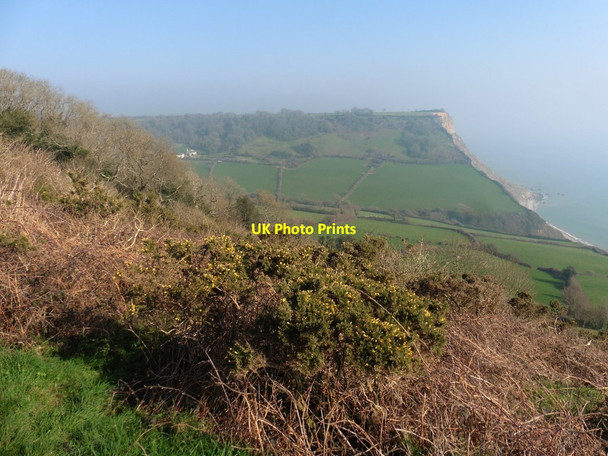 Photo 6"x4" View towards Dunscombe Cliff Salcombe Regis c2019
