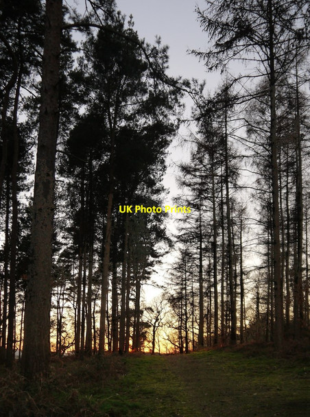 Photo 6"x4" Conifer plantation, Albury Warren Albury\/TQ0547 c2019