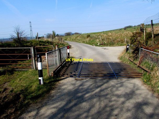 Photo 6"x4" Cattle grid across Eglwysilan Road, Eglwysilan Hawthorn\/ST0988 c2019