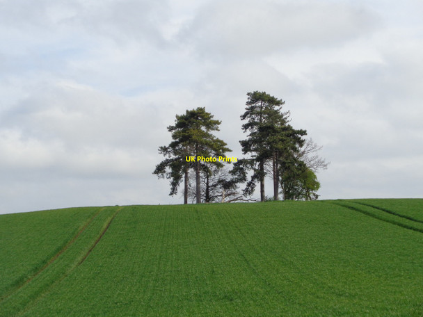 Photo 6"x4" Stand of trees on top of minor hill Severn Stoke c2019