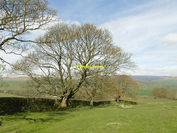 Photo 6"x4" Trees alongside a bridleway Beamsley c2019