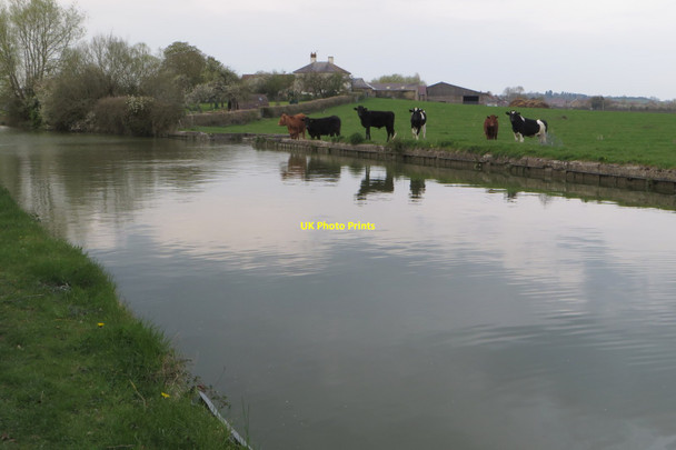 Photo 6"x4" Cattle by the canal Horton Wharf c2019