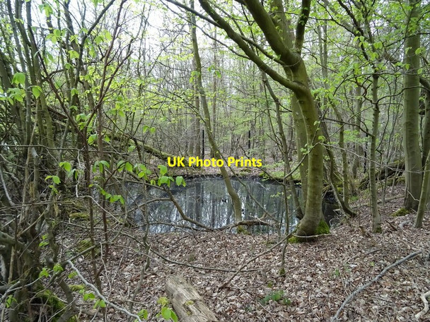 Photo 6"x4" Pond in Birchland Wood Wilton Park\/SU9690 c2019