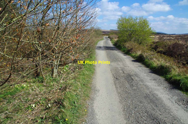 Photo 6"x4" Primroses by the Byway Ballelby c2019
