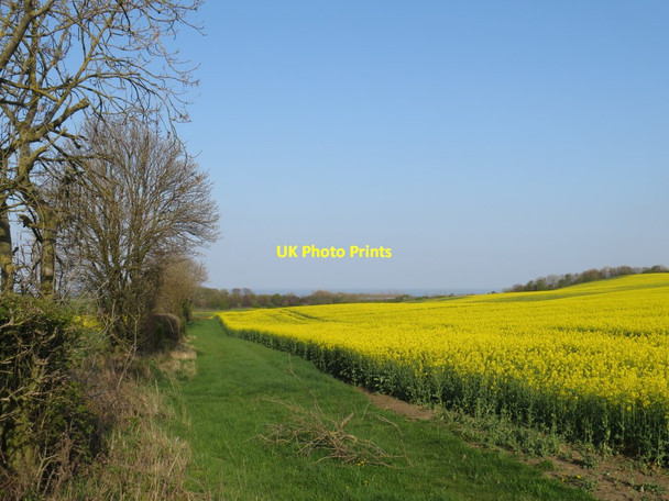 Photo 6"x4" Rape field near Sunderland Burdon c2019