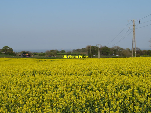 Photo 6"x4" Pylons through a rape field near Sunderland Burdon c2019
