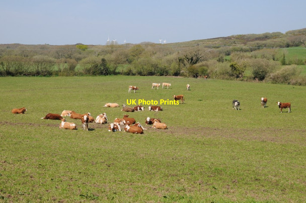Photo 6"x4" Cattle in a field near Erisey Barton Trerise c2019