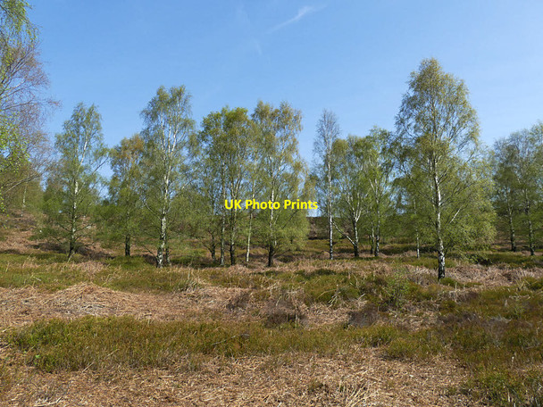 Photo 6"x4" Young wood near Hardacre Quarry Farnhill c2019