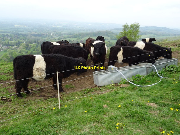 Photo 6"x4" Belted Galloway cattle Brand Green\/SO7641 c2019