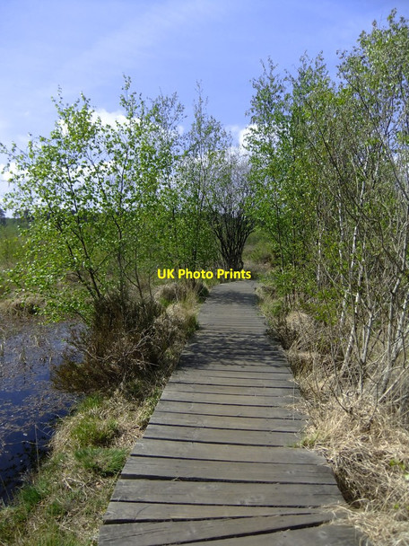 Photo 6"x4" Boardwalk, Thursley Common Pot Common\/SU9042 c2019
