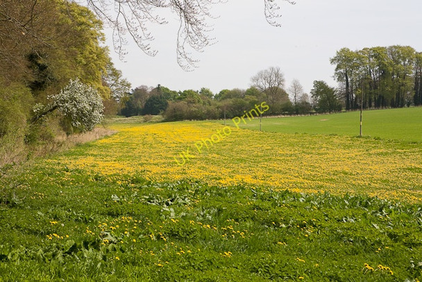 Photo 6"x4" Dandelions in field at Morestead Morestead c2009