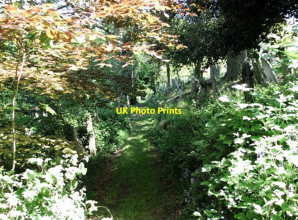 Photo 6"x4" A path on the  terraces Norwich c2019