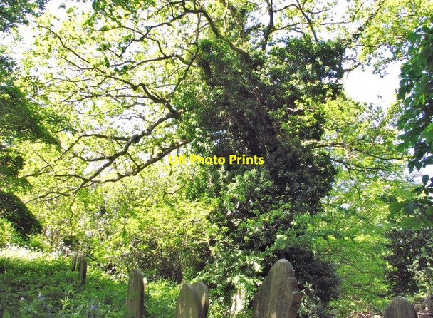 Photo 6"x4" Ivy-clad tree on the terraces Norwich c2019