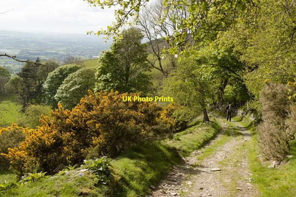 Photo 6"x4" Gorse and trees lining the byway Aifft c2019