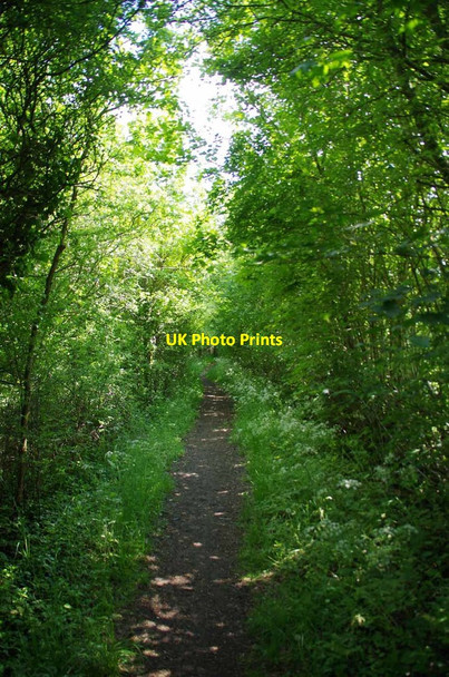 Photo 6"x4" Bridleway to Hainault Forest Lambourne End c2019