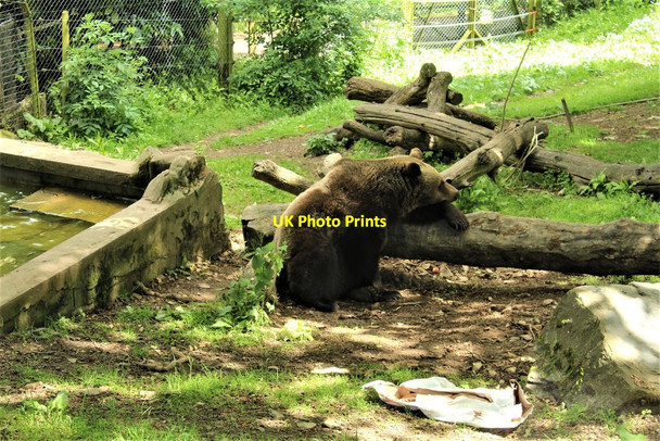 Photo 6"x4" Brown bear (Ursus arctos) at the Welsh Mountain Zoo Mochdre\/SH8278 c2019