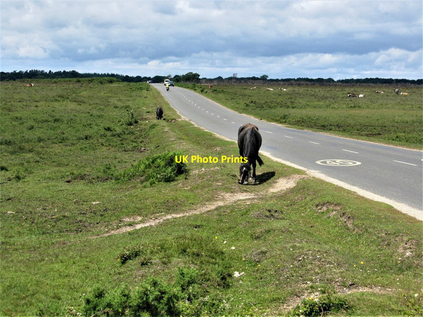 Photo 6"x4" Minor Road from Beaulieu to Fawley Hill Top\/SU4003 c2019