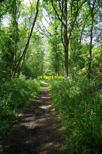 Photo 6"x4" Pendulous Sedge in the Dunmow Cutting Great Dunmow c2019