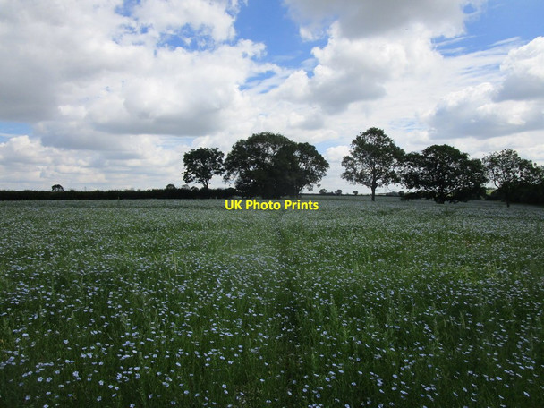 Photo 6"x4" Bridleway through a field of linseed Birkholme\/SK9723 c2019