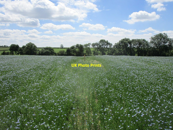Photo 6"x4" Bridleway through fields of linseed Birkholme\/SK9723 c2019
