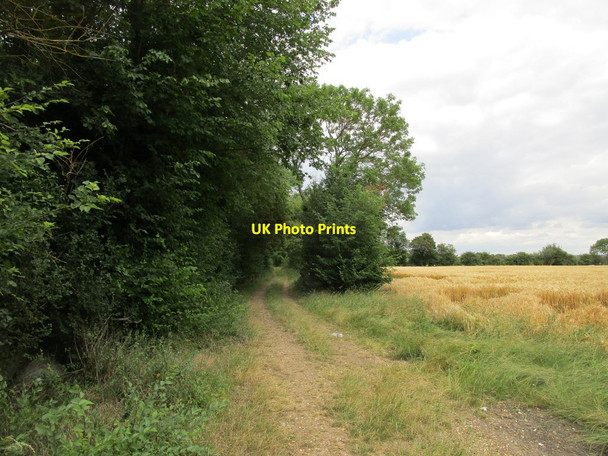 Photo 6"x4" Bridleway alongside Downs Plantation Abbotsley c2019