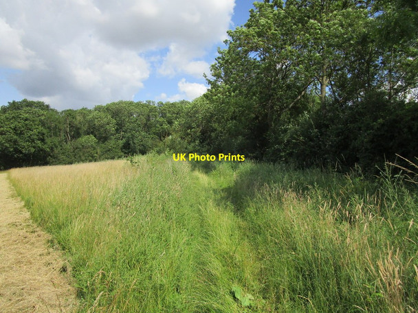Photo 6"x4" Bridleway to Drove Road Everton\/TL2051 c2019