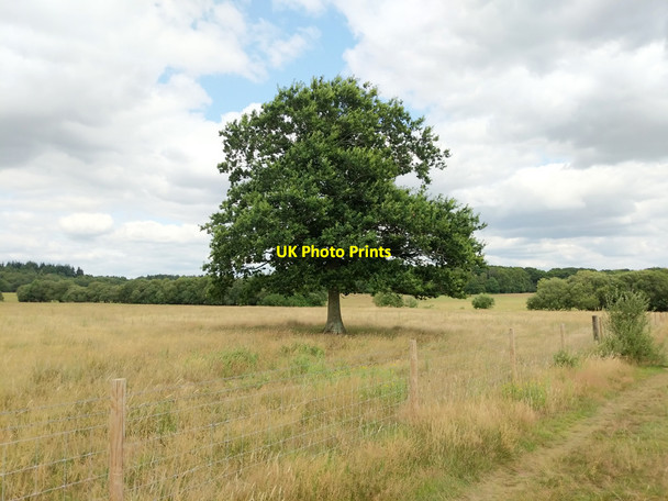 Photo 6"x4" Tree in field near bridleway Durrants\/SU7209 c2019