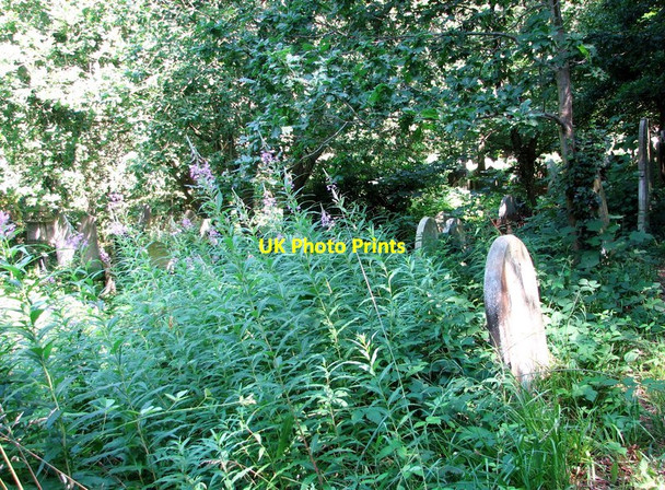 Photo 6"x4" Willowherb on the terraces Norwich c2019 P1