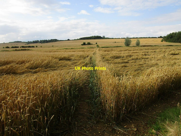 Photo 6"x4" Bridleway through a weather beaten wheatfield Apethorpe c2019
