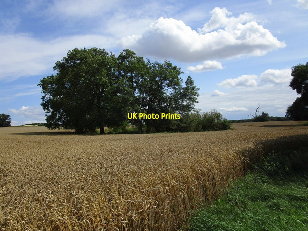 Photo 6"x4" Trees round a small pond Witham on the Hill c2019