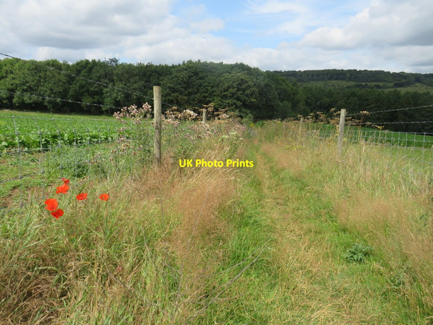 Photo 6"x4" Poppies alongside the path, near Wotton Wotton\/TQ1247 c2019