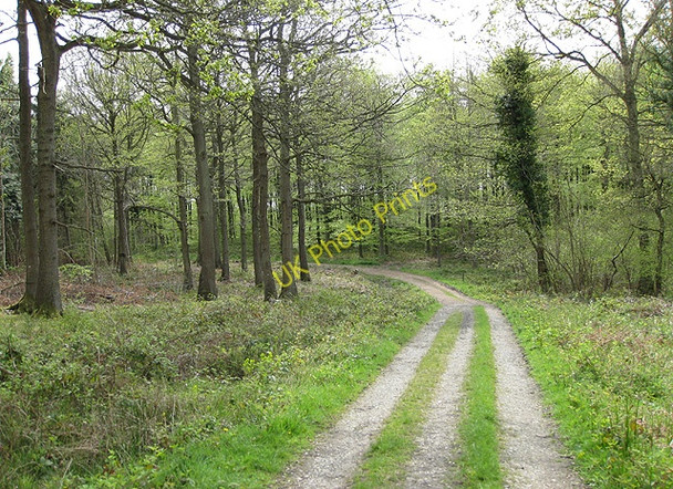Photo 6"x4" Green trail through Haugh Wood Broadmoor Common c2009