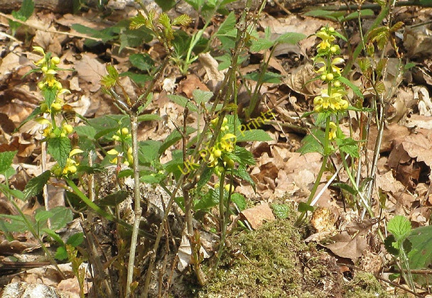 Photo 6"x4" Yellow archangel in Haugh Wood Broadmoor Common c2009