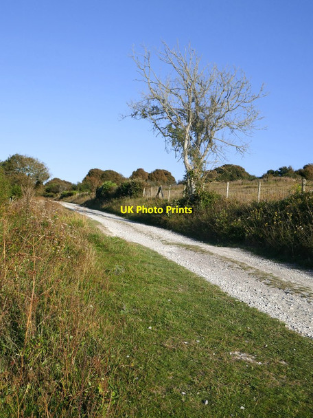 Photo 6"x4" Blighted ash tree Litlington\/TQ5201 c2019