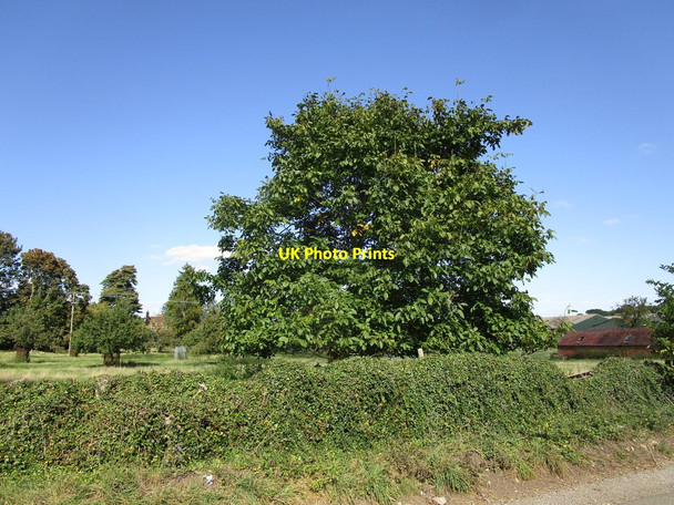 Photo 6"x4" Walnut tree at Billesley Manor Farm Billesley\/SP1456 c2019