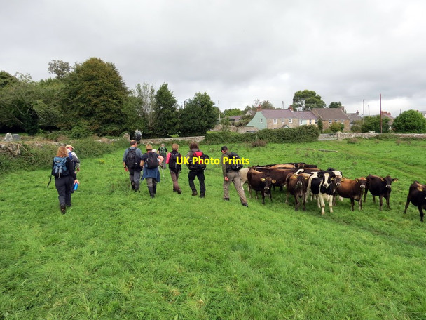 Photo 6"x4" Cyrraedd Pentref Lawrenny \/ Arriving at Lawrenny Village Lawrenny Quay c2013