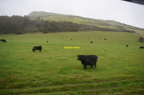 Photo 6"x4" Cattle grazing below Graig Fach-goch Tywyn\/SH5800 c2019