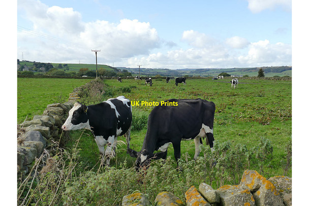 Photo 6"x4" Friesian cattle at Coplowe Hall Farm Norr c2019
